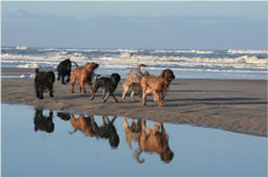 unsere Hunde am Strand 