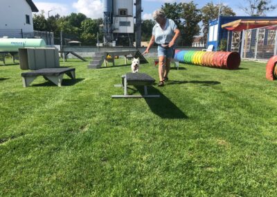 Kleinhunde Gerätestunde