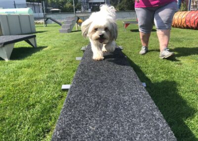 Kleinhunde Gerätestunde