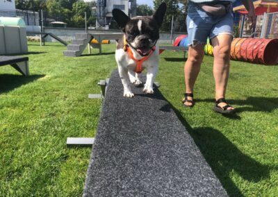 Kleinhunde Gerätestunde