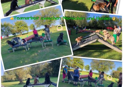 Junghundestunde Neuhofen