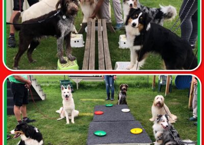 Junghundestunde Deggendorf - Altholz