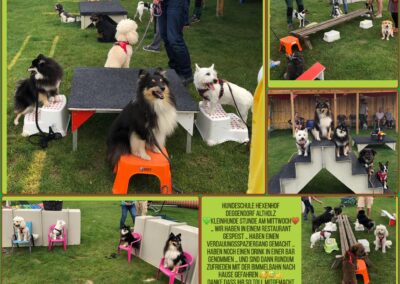 Kleinhundestunde Deggendorf Altholz