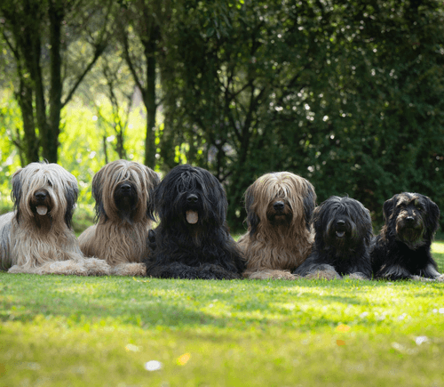 Hundeplätze