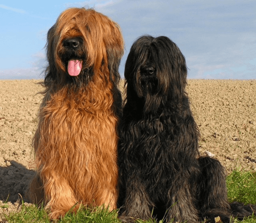 Aktuelles aus der Hundeschule