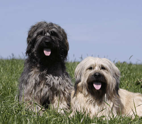 Aktuelles aus der Hundeschule